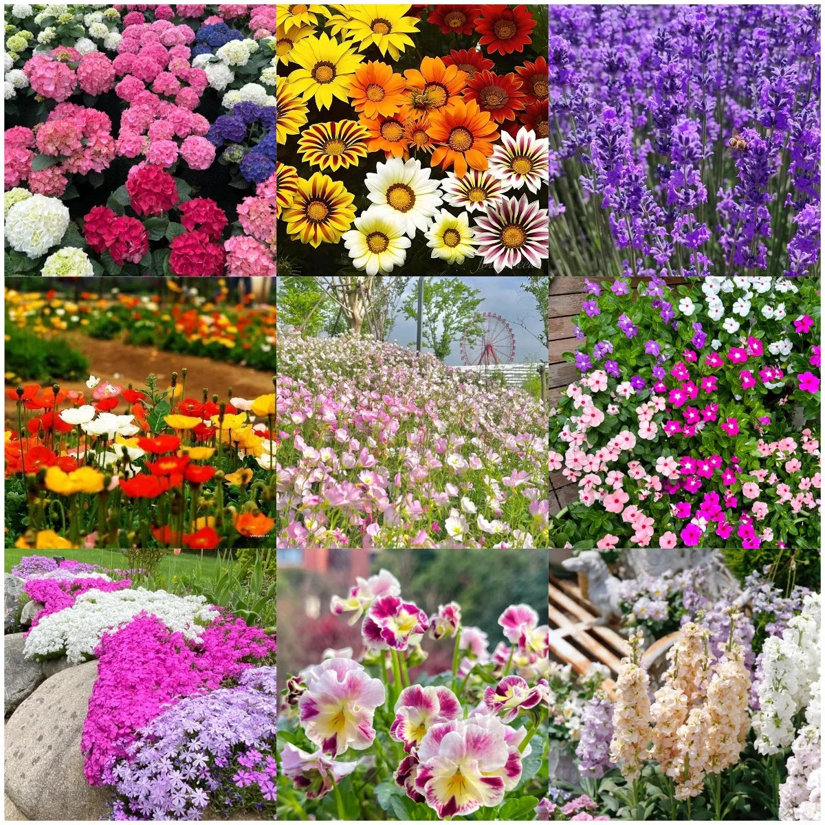 Mixed Four Seasons Flower Seeds for Planting Heirloom, Non-GMO, Pollinator Friendly, High Germination