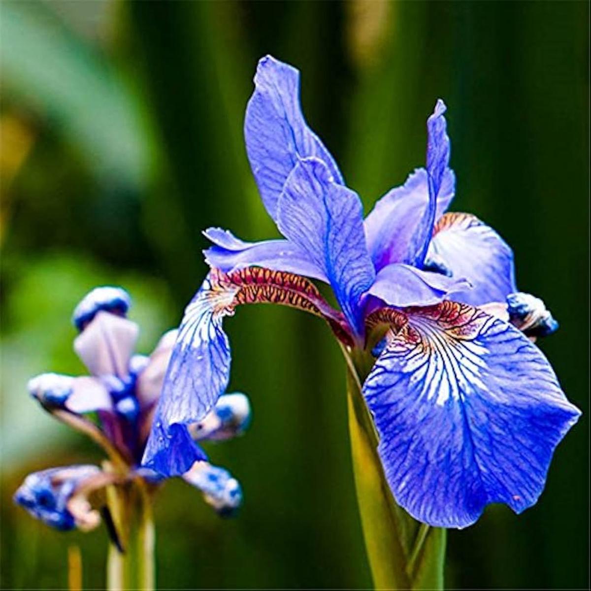 Novelty Iris Butterfly Flower Orchid Plant Seeds