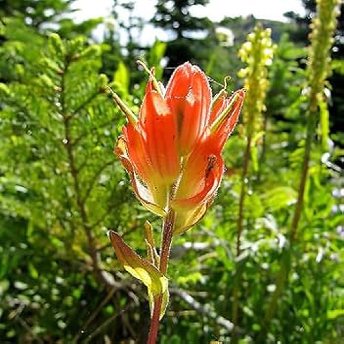 Orange Castilleja Flower For Planting Flower Seeds for Home Garden Planting, Vibrant Organic