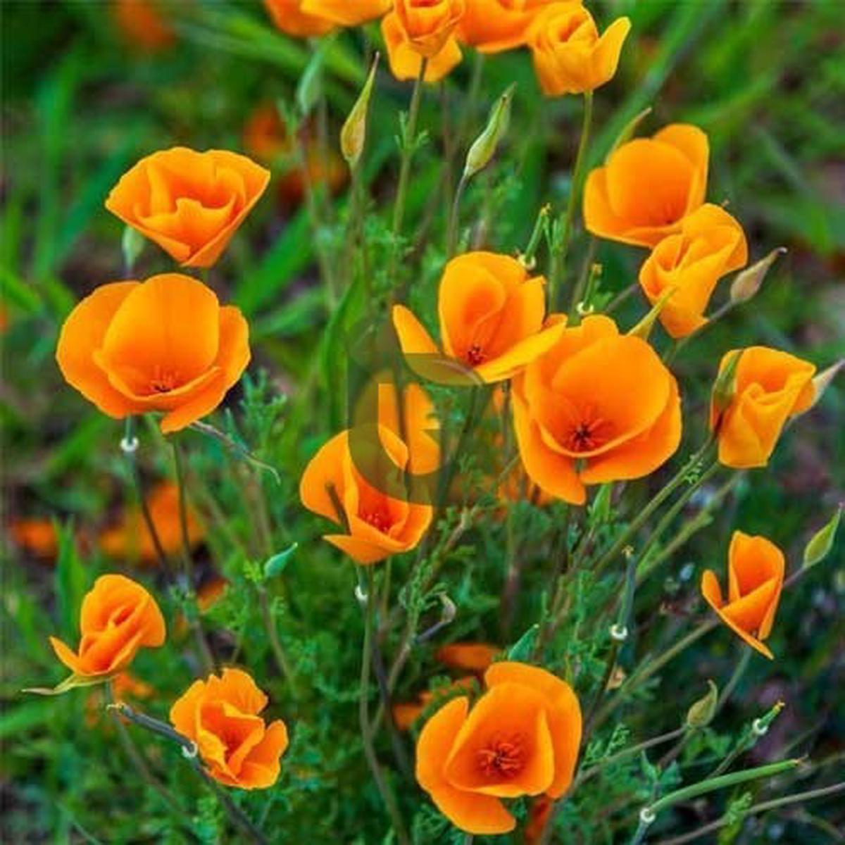 Orange Eschscholtzia Flower Seeds  Bright Blooms, Heirloom & Non-GMO for Home Garden