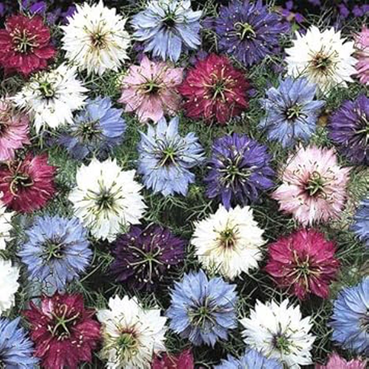 Organic Nigella Persian Flower Seeds for Planting  Heirloom, Non-GMO