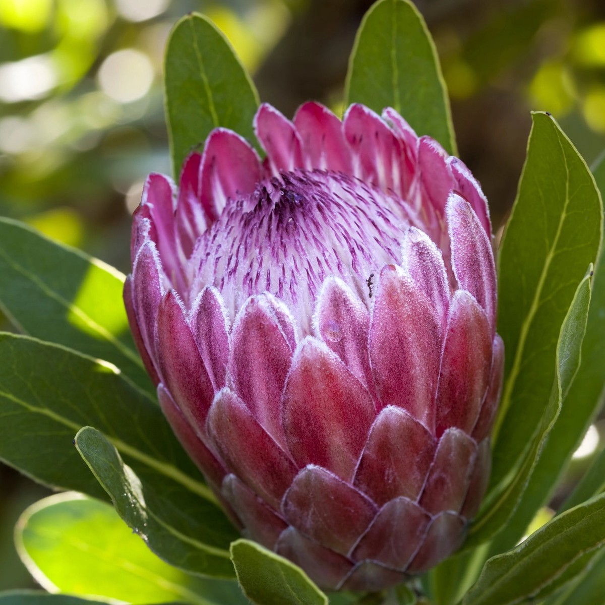 Organic Pink Protea Flower Seeds for Planting Heirloom, Non-GMO