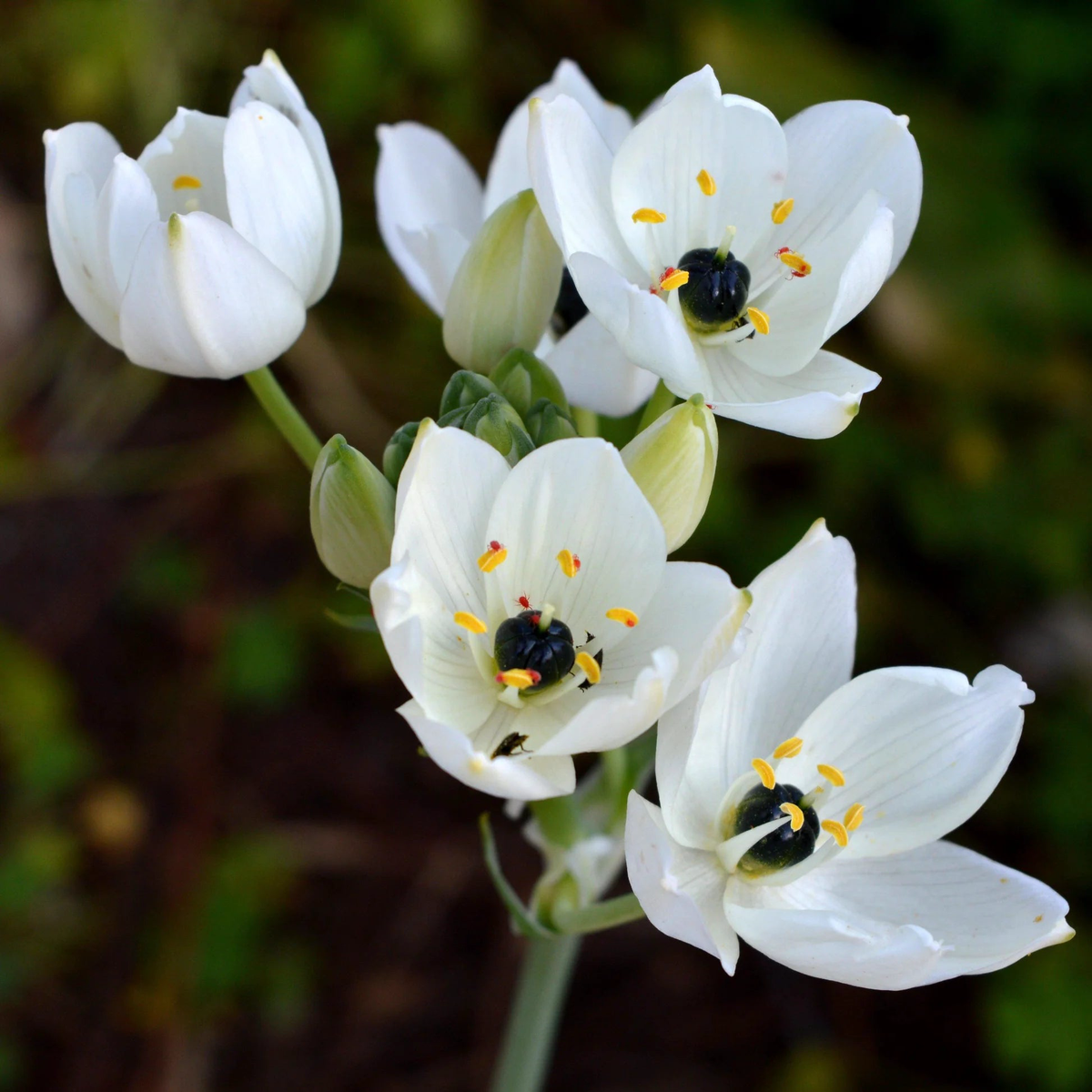 Organic Star of Bethlehem Flower Seeds for Planting Heirloom, Non-GMO
