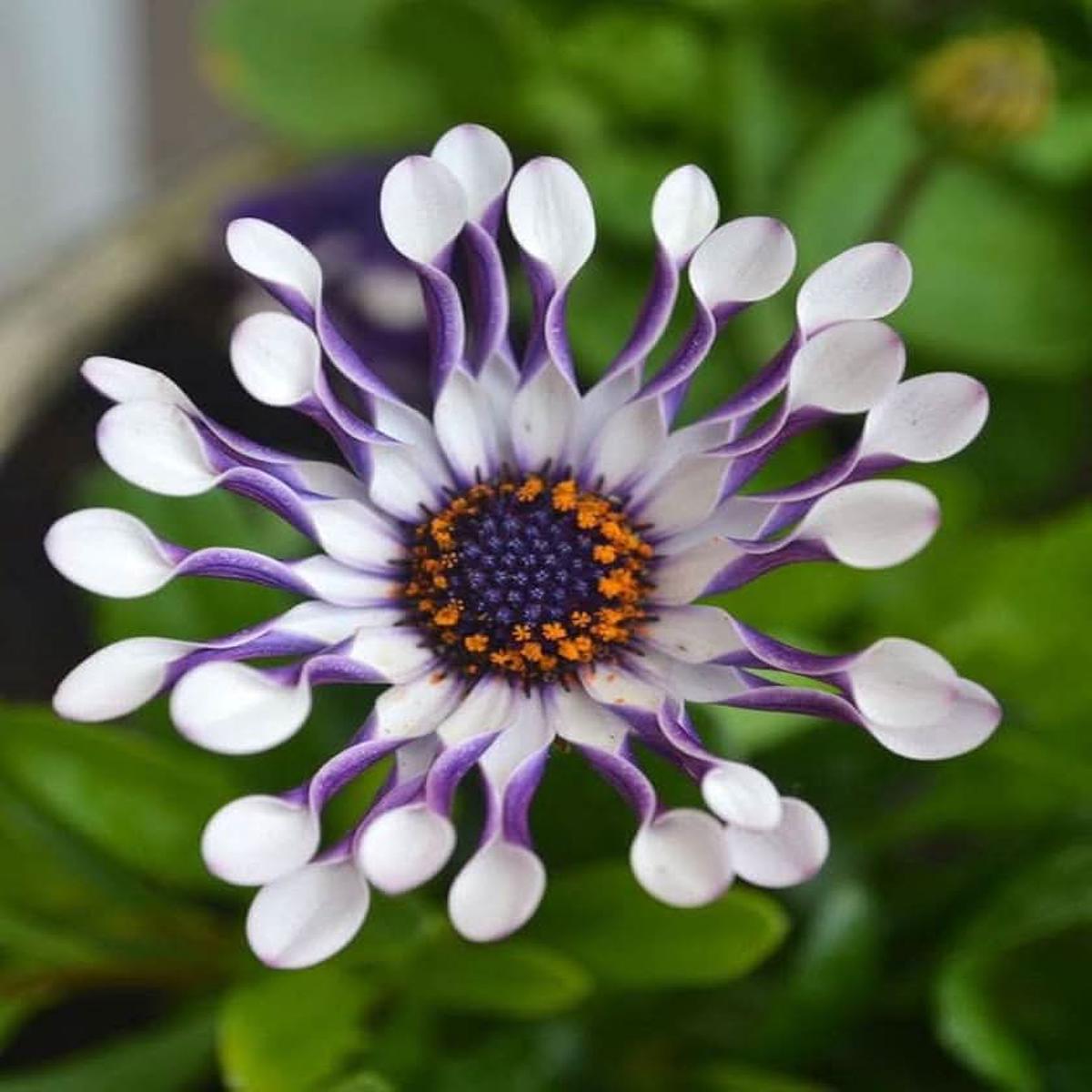 Osteospermum African Daisy Flower For Vertical Garden Container Planting Flower Seeds for Home