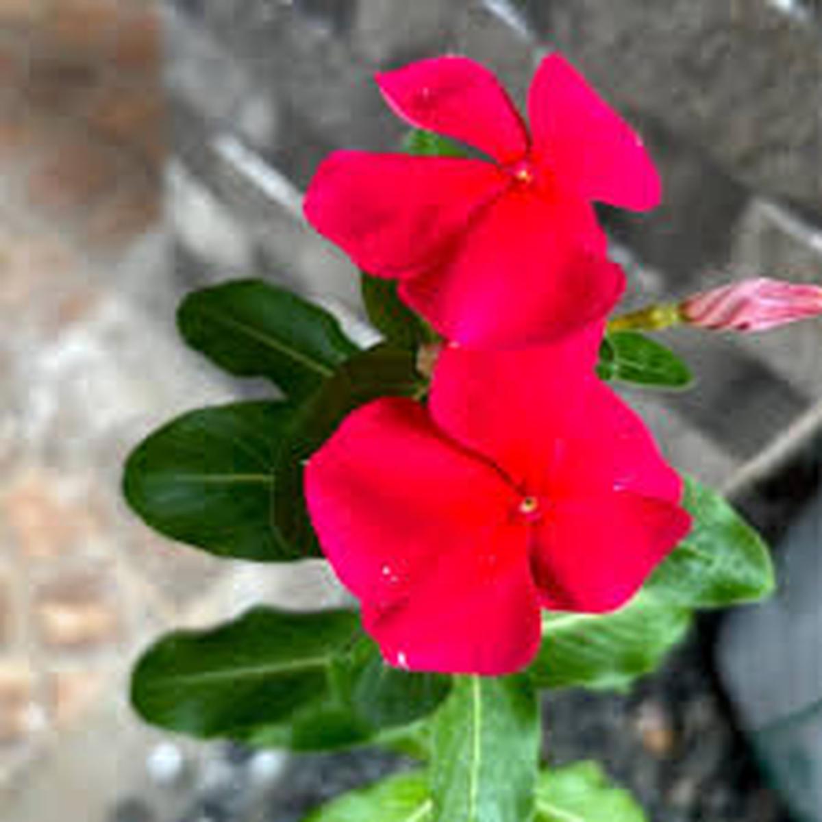 Periwinkle Vinca Red Flower Seeds for Planting  Heirloom, Non-GMO, High Germination Organic Garden Seeds for Borders
