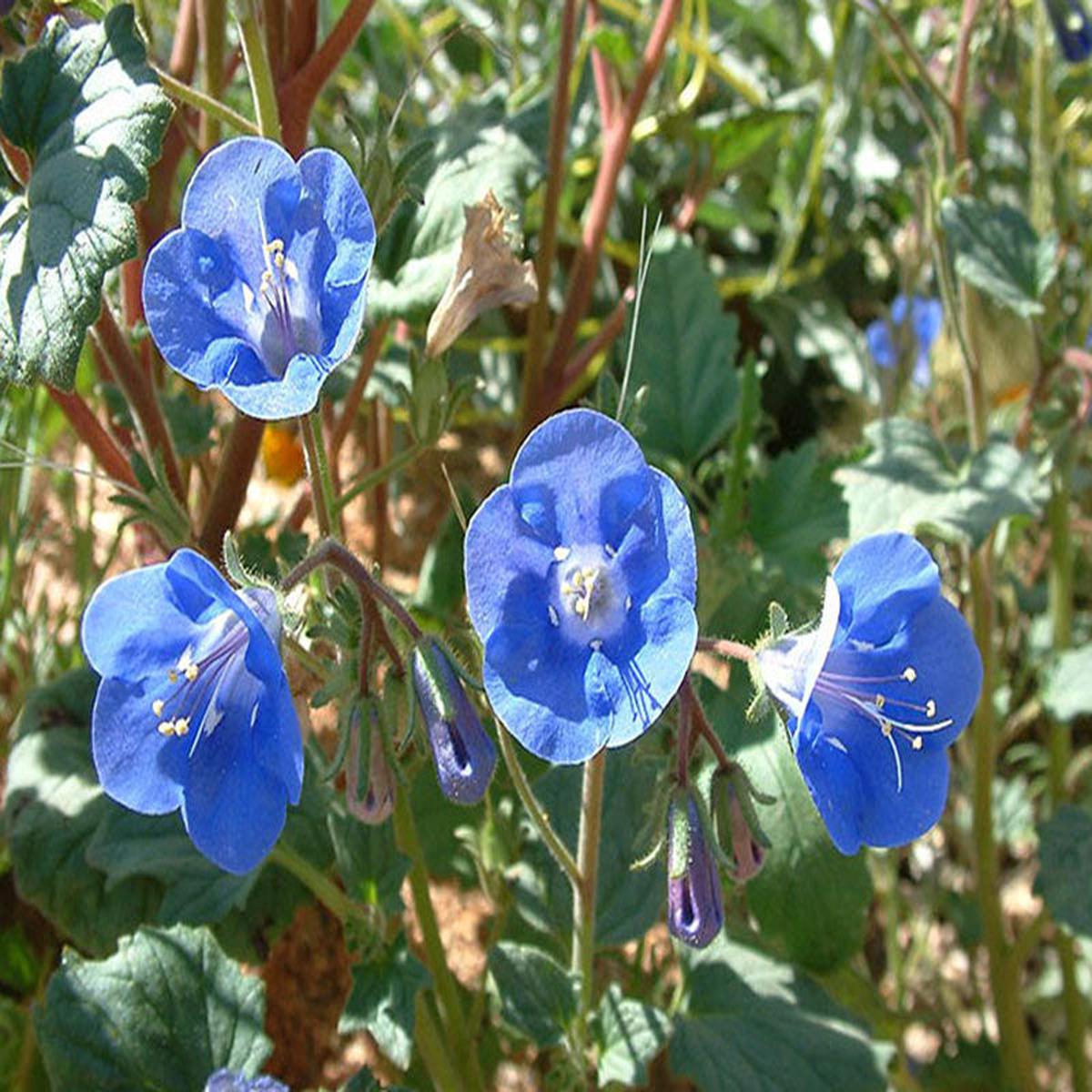 Phacelia Campanularia Flower Seeds for Planting  Heirloom, Non-GMO, High Germination Organic Garden Seeds