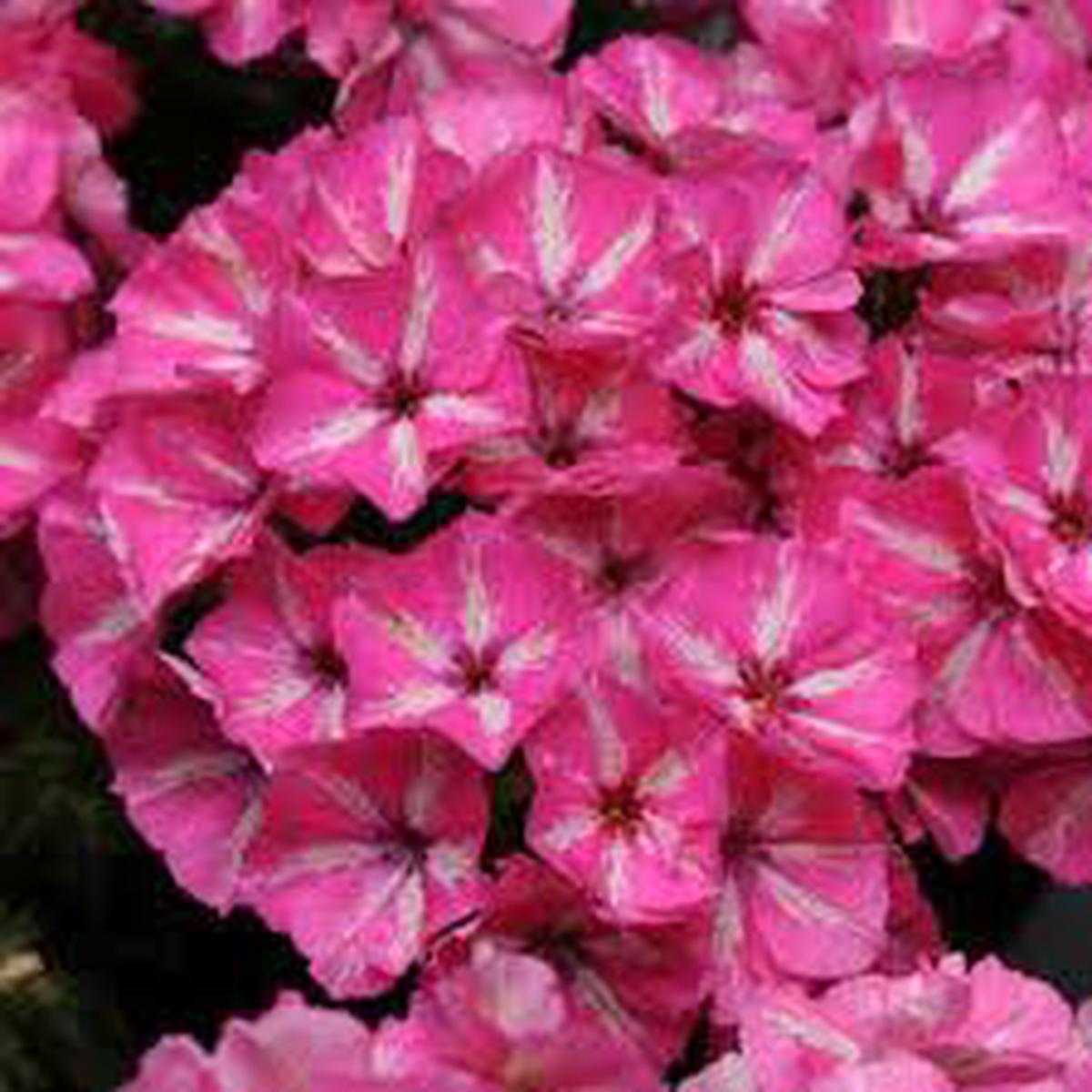 Phlox Grammy Pink And White Imported  Heirloom, Non-GMO, High Germination Organic Garden Seeds