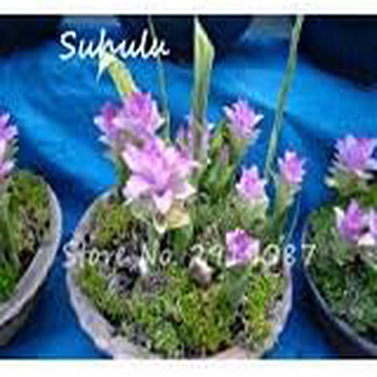 Pink Curcuma Flower seeds for Planting - Colorful Display, Heirloom & GMO Free Seeds for Home Garden