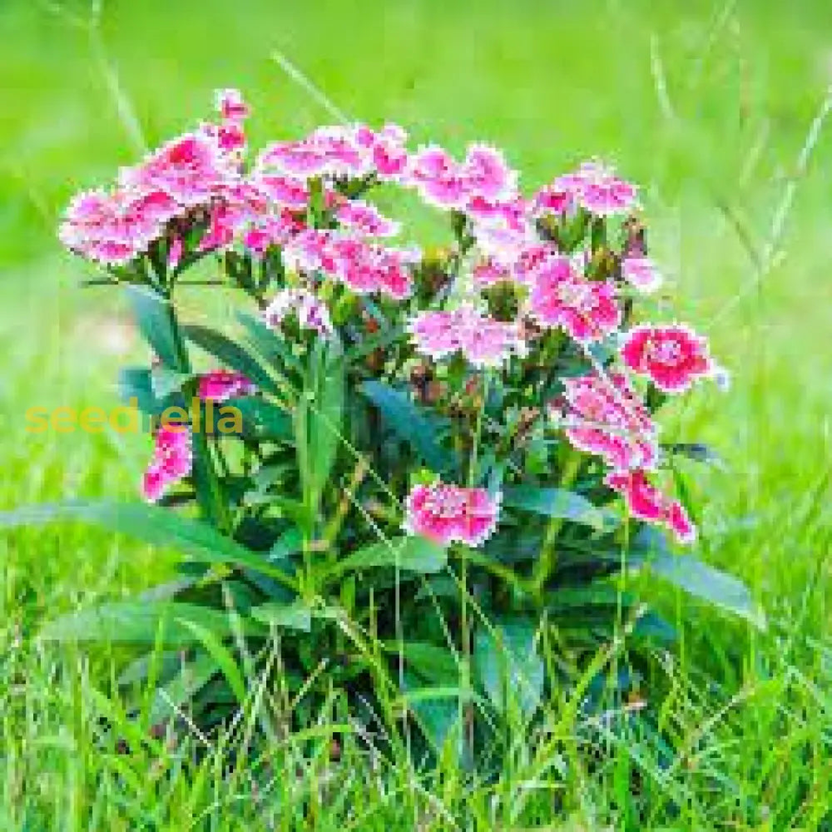 Pink Double-Flowered Dianthus Seeds for Easy Planting