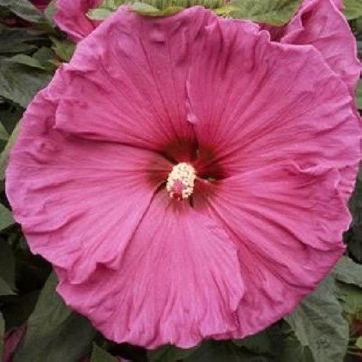Pink Large Hibiscus Hibiscus Rosa Sinensis Flower For Tropical Garden And Exotic Plant Lovers