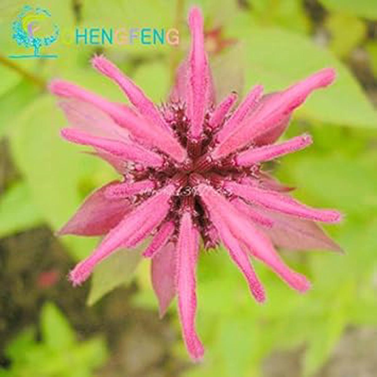 Pink Monarda Seeds for Planting Organic, Heirloom, Non-GMO Flower Seeds