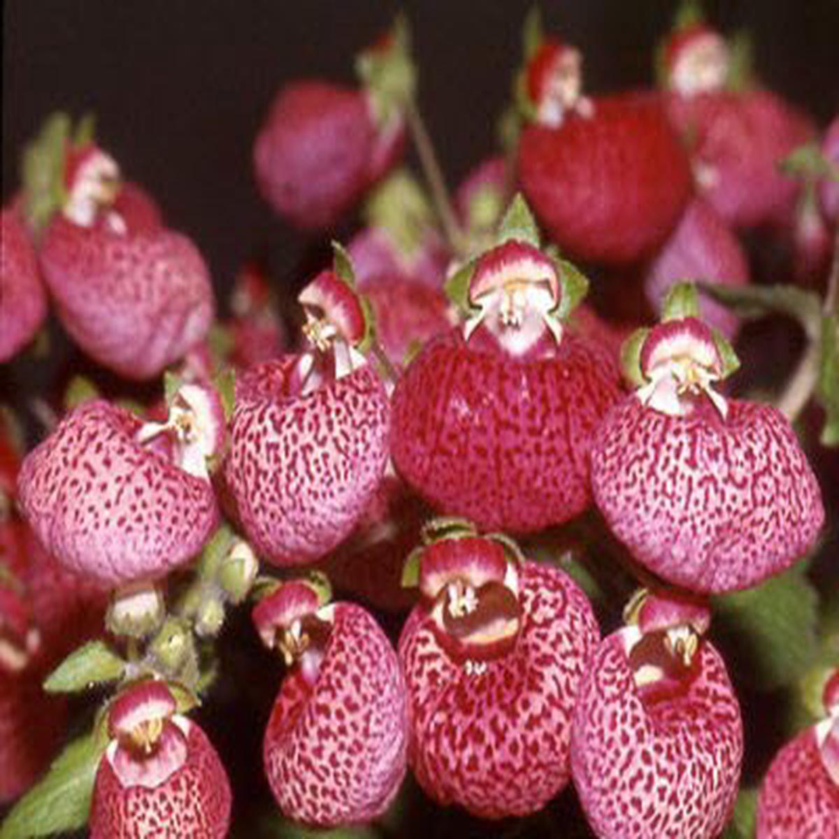 Pink White Calceolaria Flower Seeds for Planting Heirloom, Non-GMO, High Germination Organic Garden Seeds