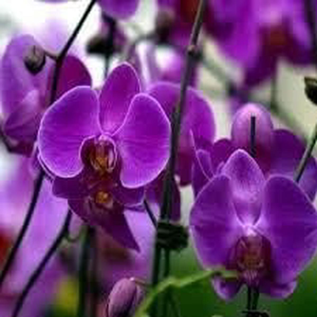 Purple Butterfly Orchid flower seeds  heirloom, non-GMO seeds for planting
