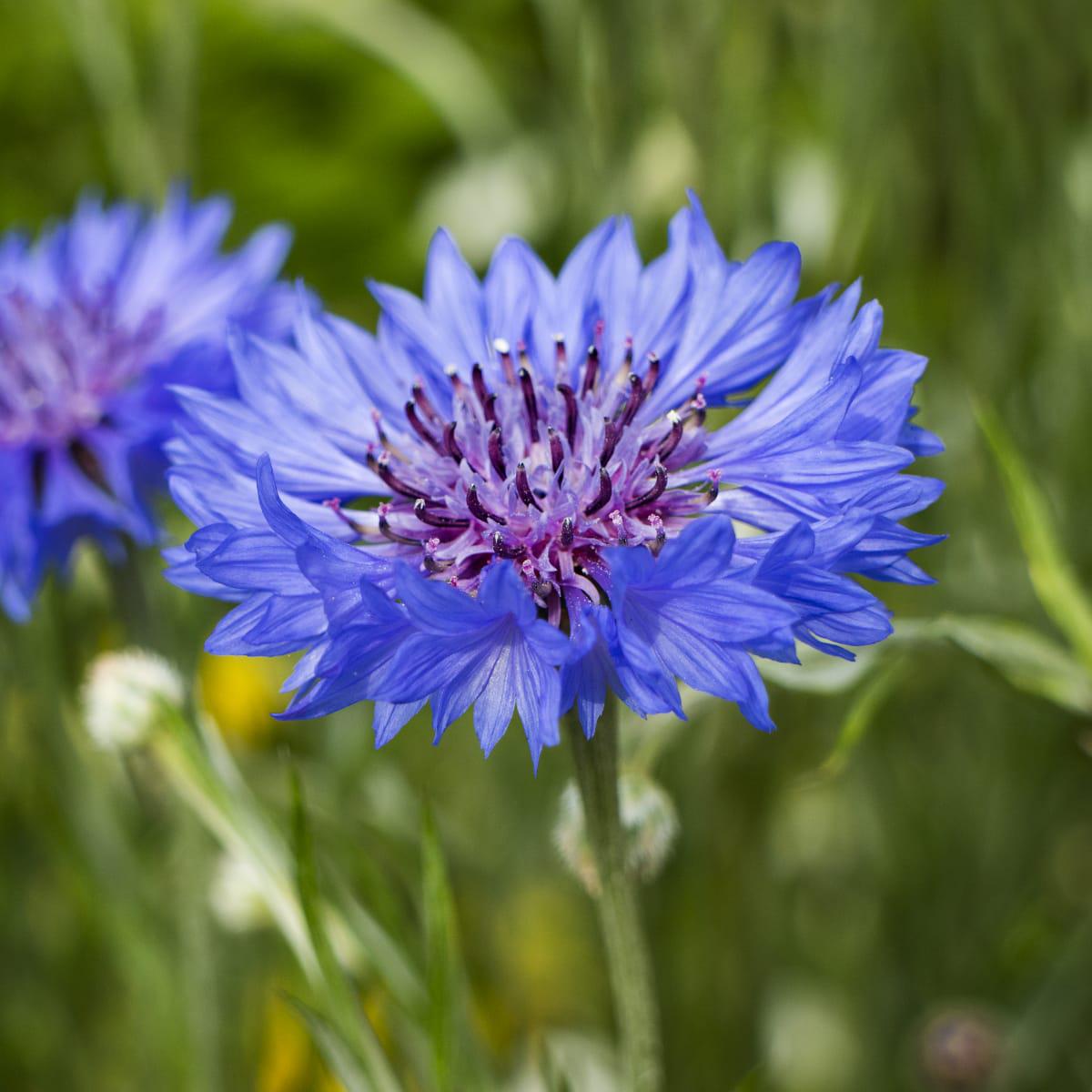 Purple Centaurea Cyanus Flower Seeds for Planting - 100 Pcs pcs