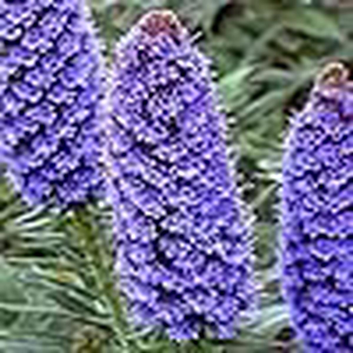 Purple Echium Fastuosum Candicans Adder Plant Flowers Flower Seeds for Home Garden Planting,