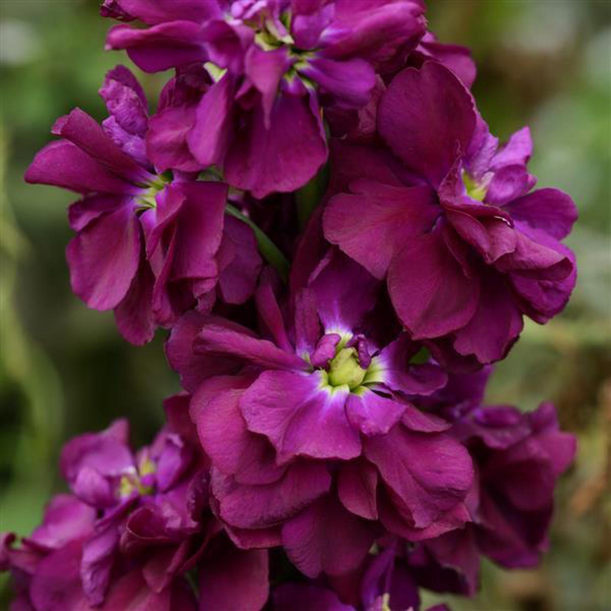 Purple Matthiola Flower Seeds for Planting - NON GMO Seeds