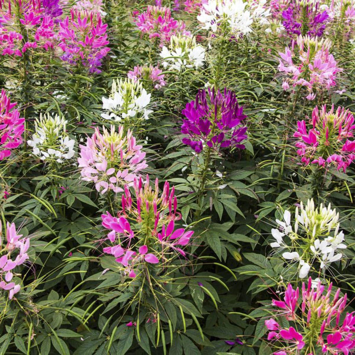 Queen Mix Spider Flower Seeds | Tall Cleome Multicolor Bloom Blend  Heirloom, Non-GMO, High Germination Organic Garden Seeds