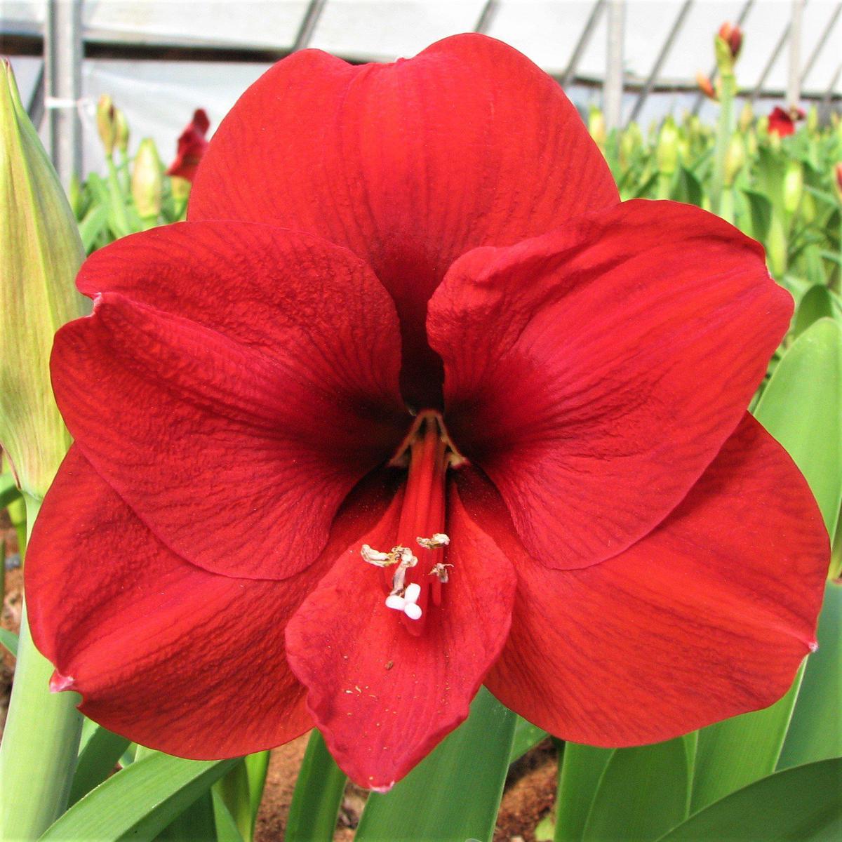 Red Amaryllis Barbados Seeds for Planting  Heirloom, Non-GMO, High Germination Organic Garden Seeds