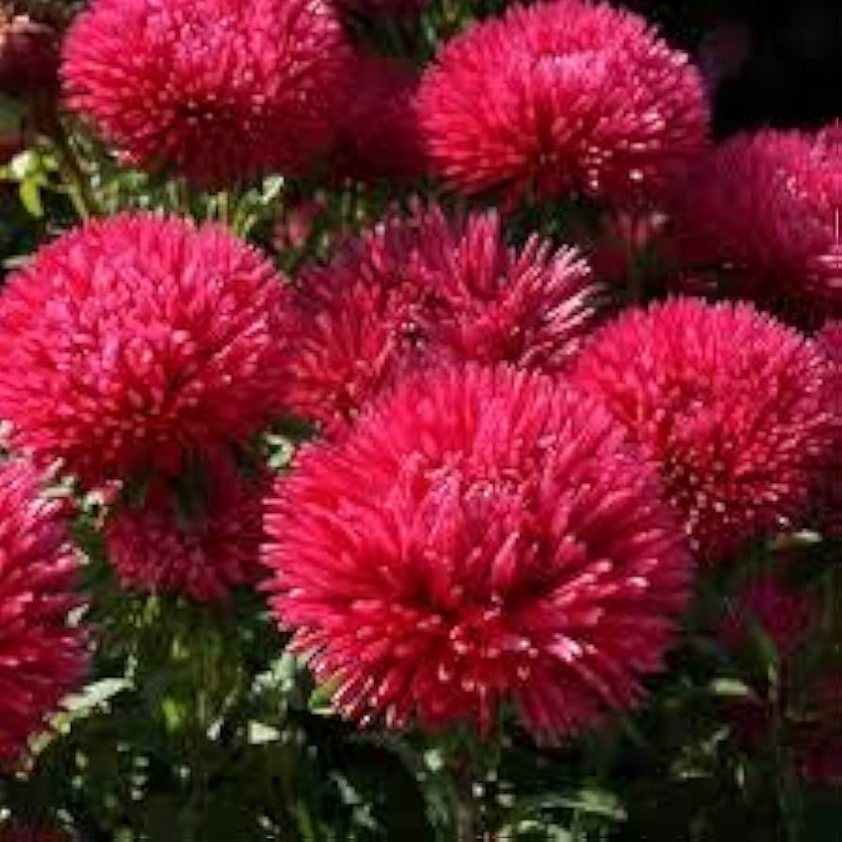 Red Aster Heirloom Non-GMO Seeds for Planting High Germination Organic Garden Seeds