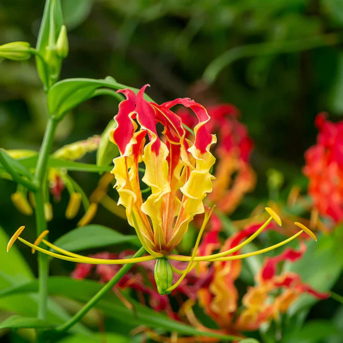 Red Gloriosa Superba Planting Seeds for Stunning Blooms