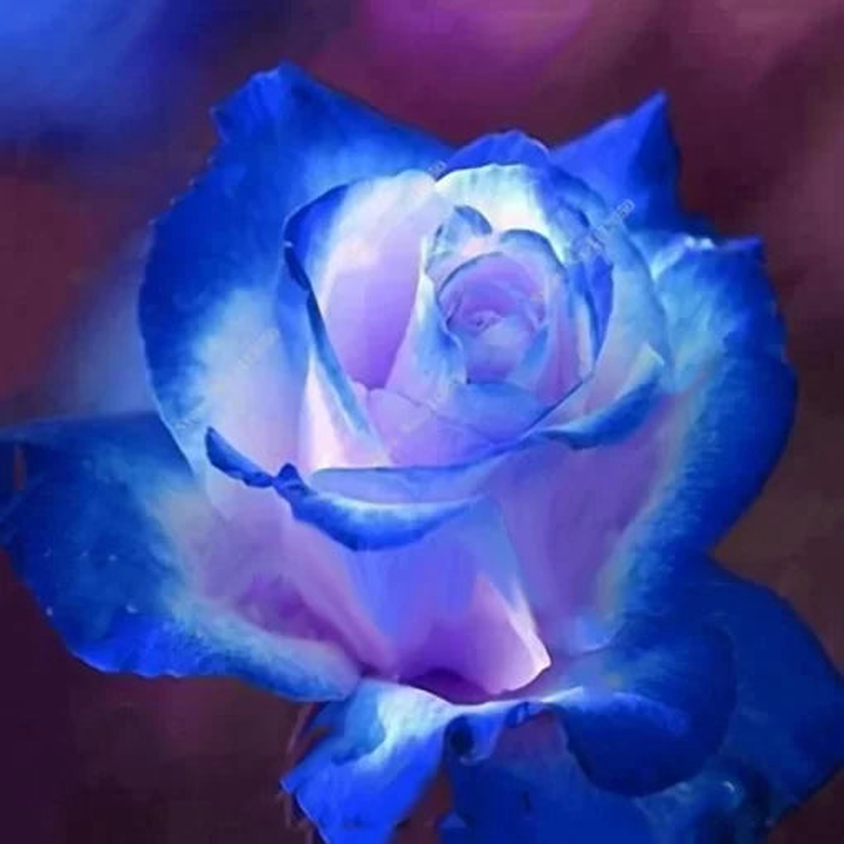 Rose Bonsai Mix Seeds | Mixed Color Potted Rose Flowers  Heirloom, Non-GMO, High Germination Organic Garden Seeds