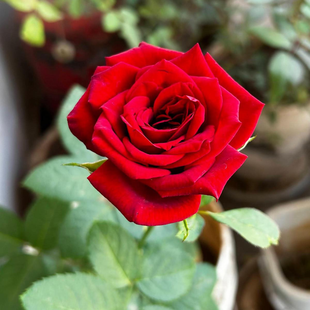 Rose Flower seeds for Planting Seasonal Bloomer Heirloom & GMO Free Seeds for Home Garden