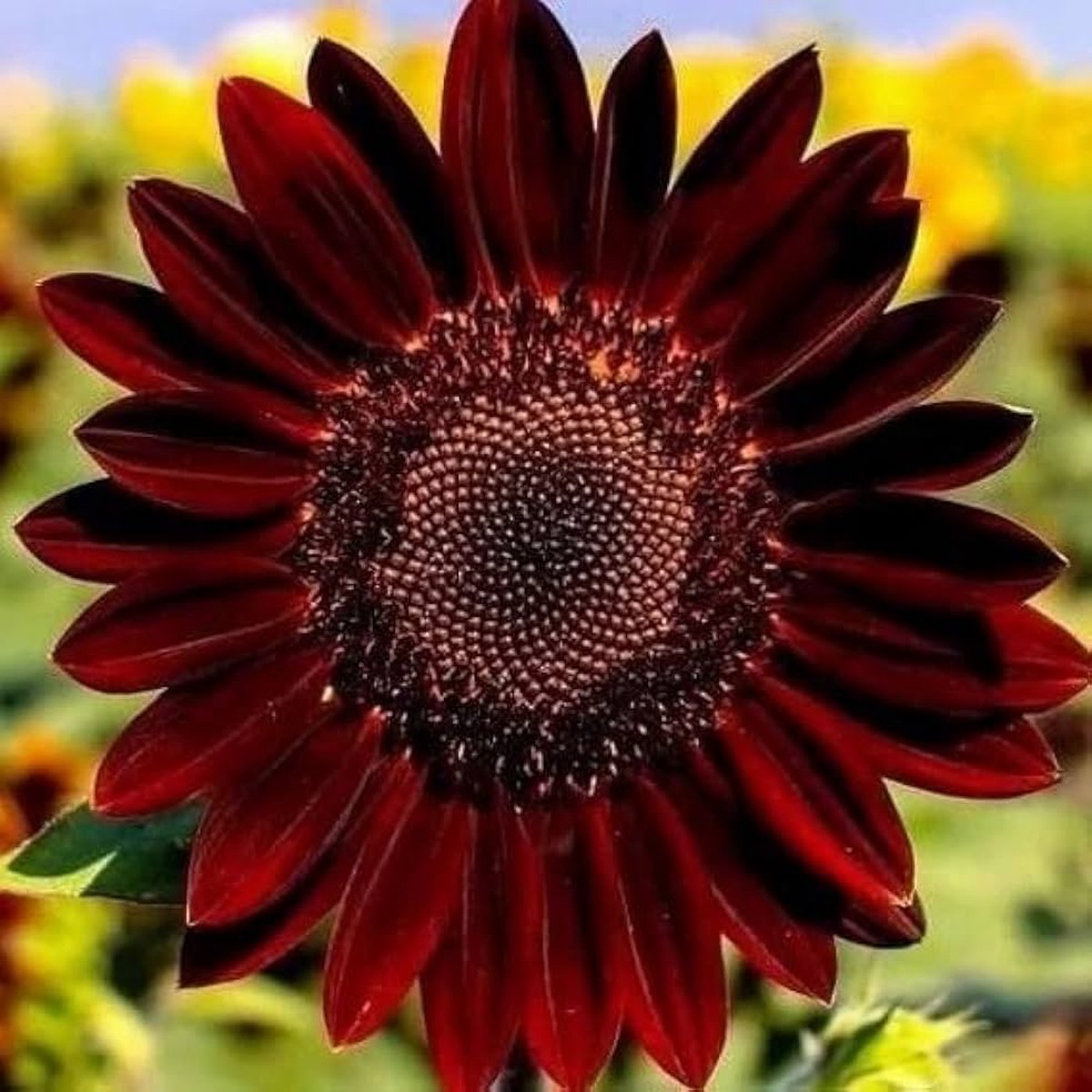 Roter Sonnenhut Seeds American Heirloom Wildflower for Bees & Butterflies