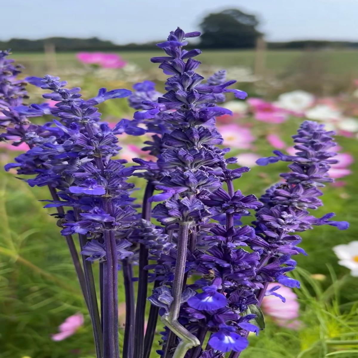 Salvia Victoria Blue