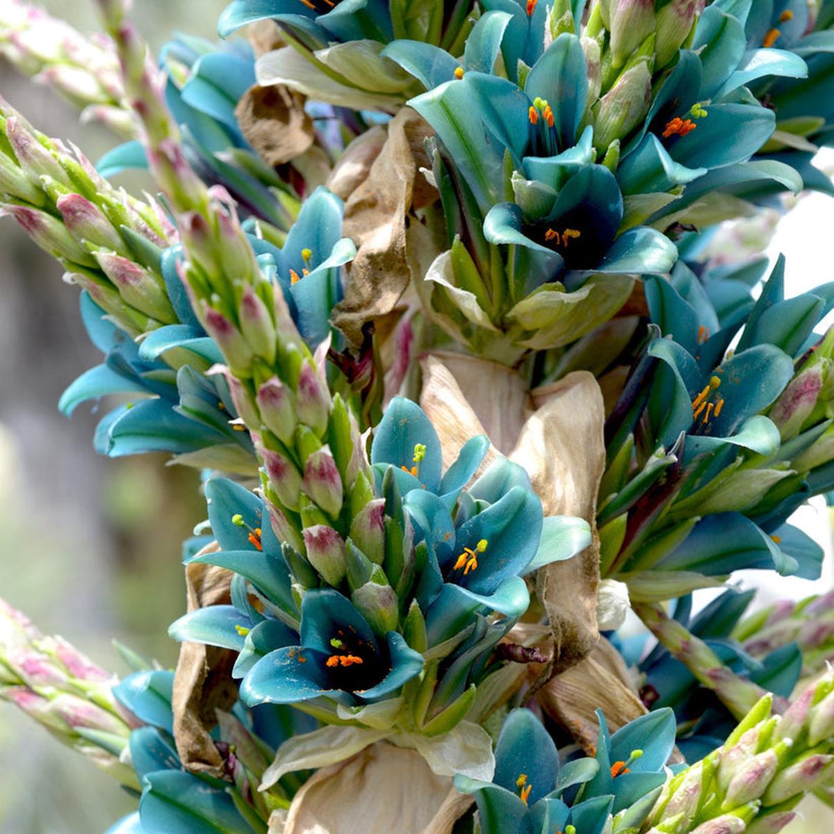 Sapphire Tower Flower Seeds for Planting Heirloom, Non-GMO, Easy to Grow, Perennial