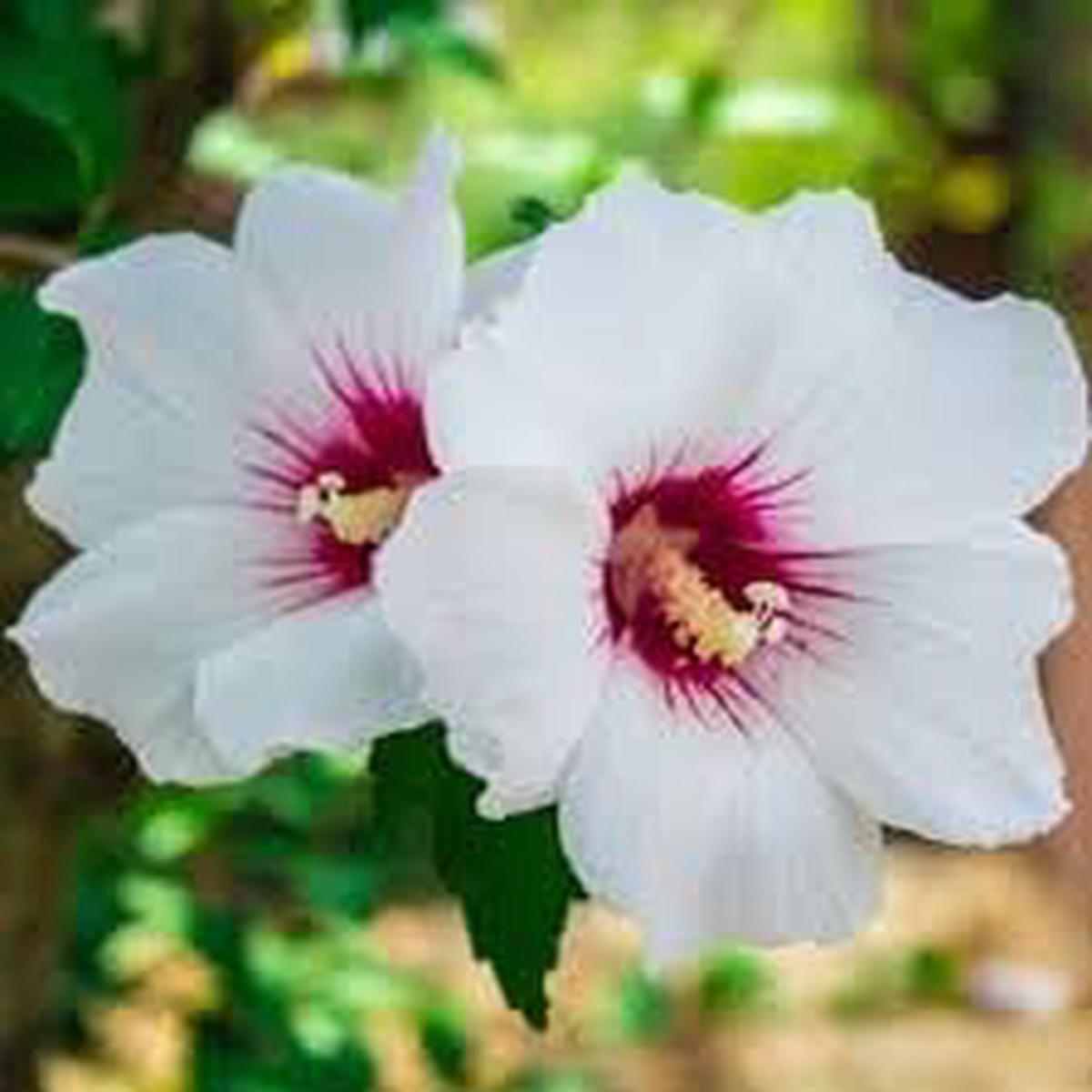 Syriacus Flower Seeds for Planting  Pollinator Friendly, Heirloom, Non-GMO, High Germination Organic Garden Seeds