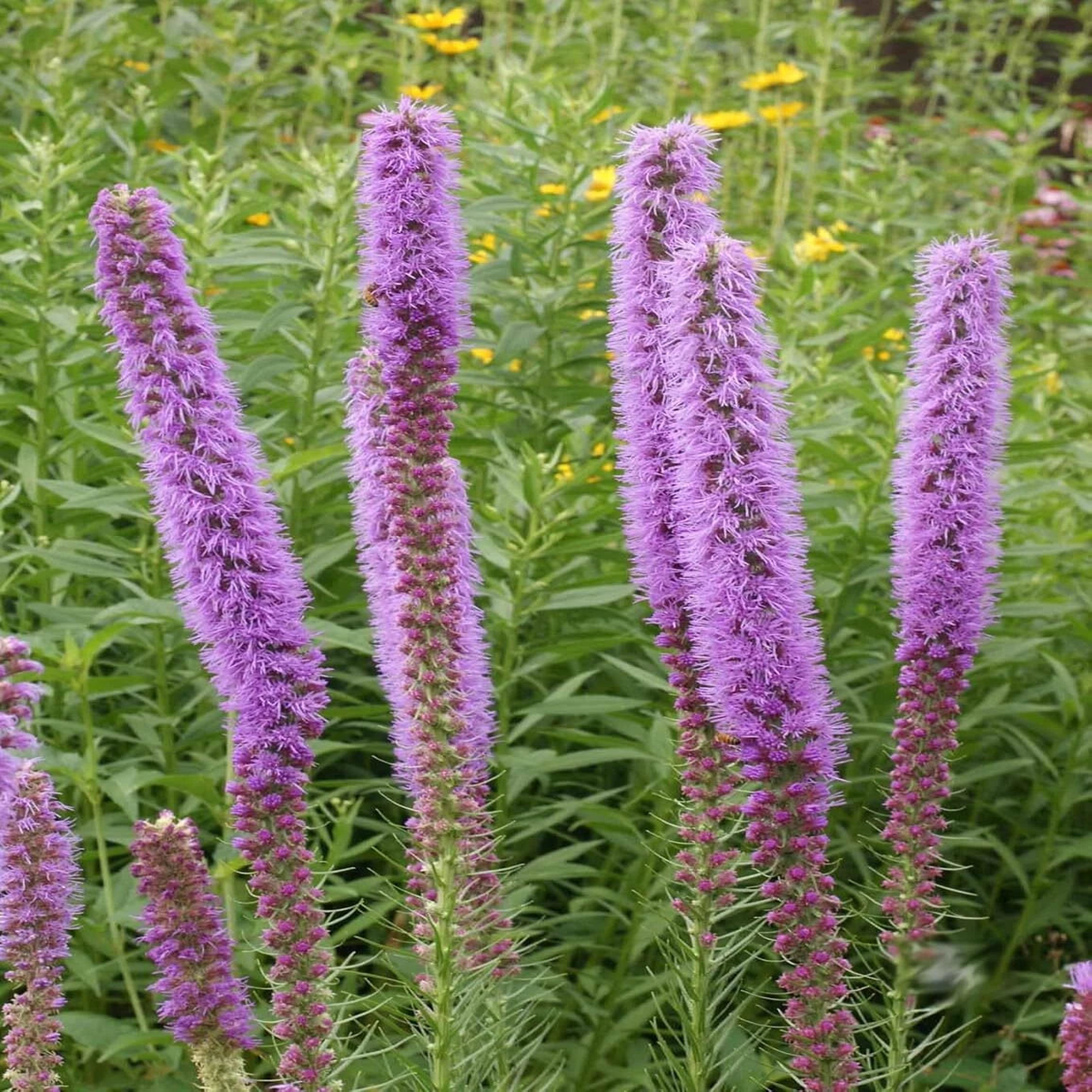 Thickspike Gayfeather Flower Seeds Prairie Blazingstar  Heirloom, Non-GMO, High Germination Organic Garden Seeds