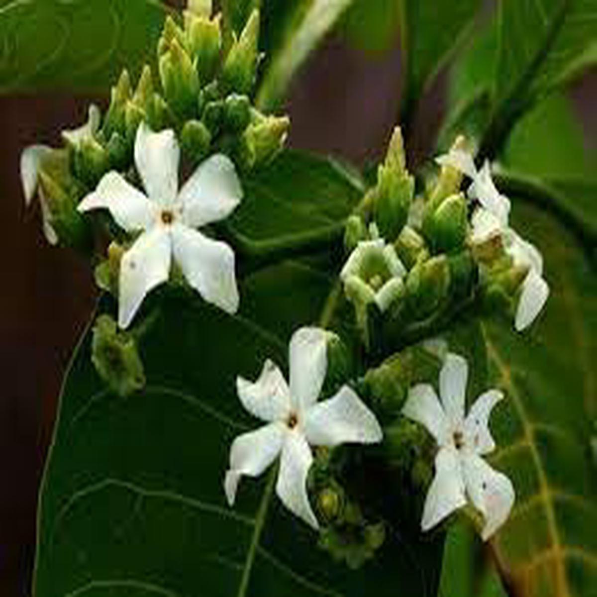 Voacanga Flower Seeds for Planting  NON GMO Seeds
