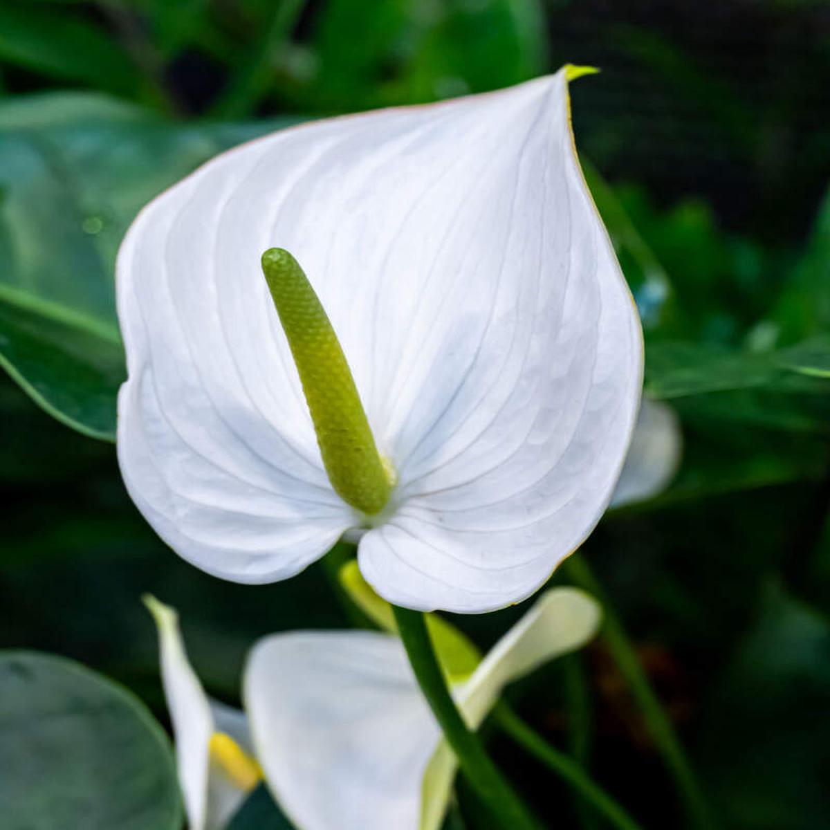White Anthurium for Planting  Heirloom Non-GMO Seeds for Planting with High Germination