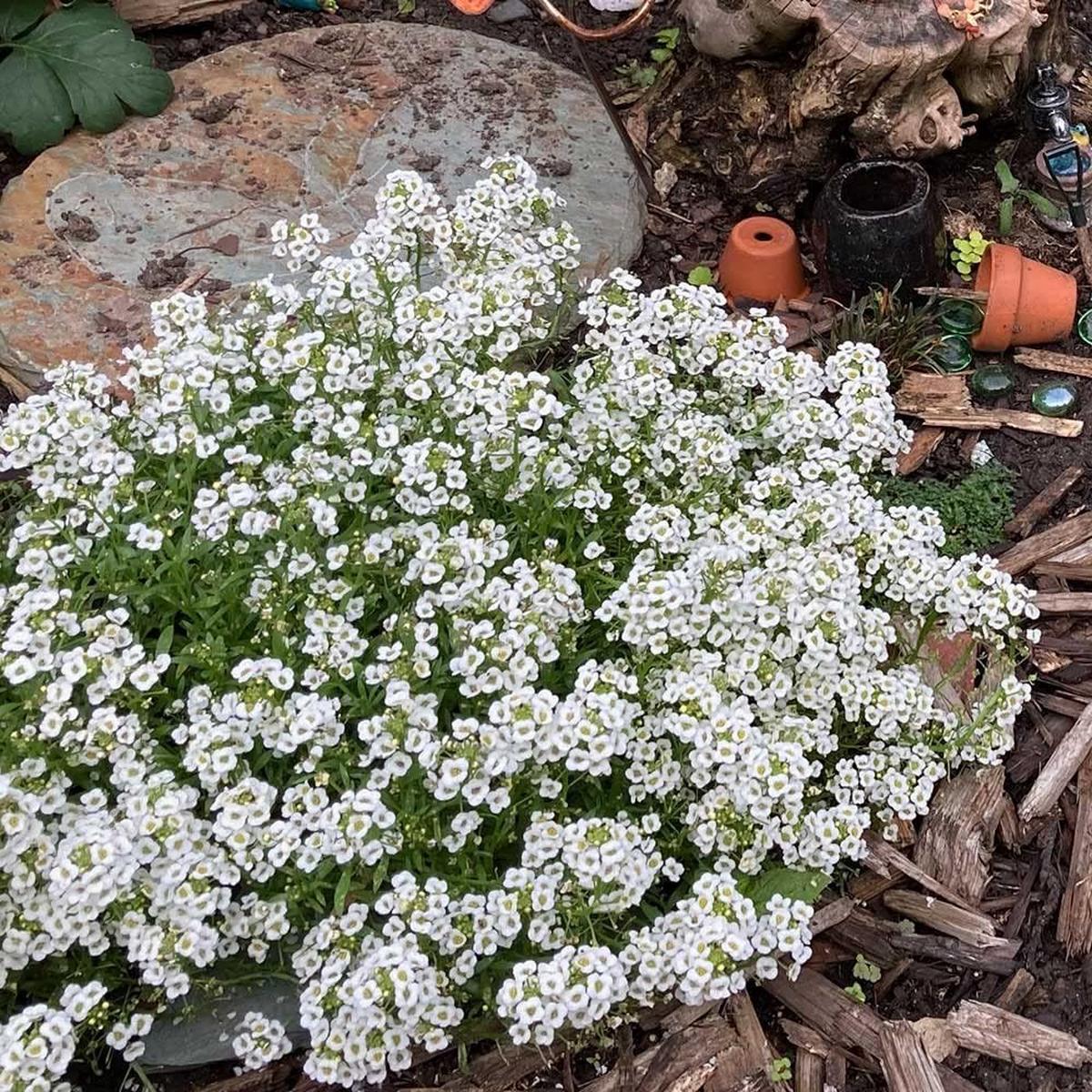 White Myosotis Flower seeds for Planting - Long Bloom Season, Heirloom & GMO Free Seeds for Home Garden