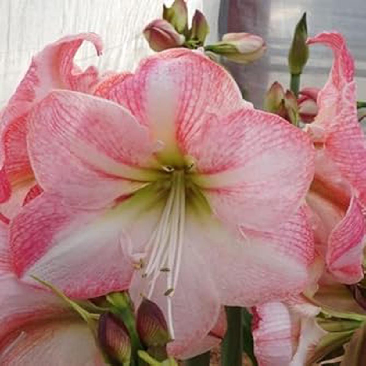 White Pink Hippeastrum Rutilum Flower seeds for Planting - Perfect for Borders, Heirloom & GMO Free Seeds for Home Garden