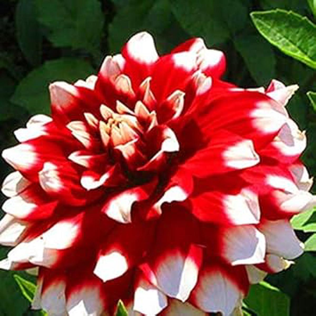 White & Red Dahlia Flower Seeds for Planting Heirloom, Non-GMO, Organic Garden Seeds with High Germination