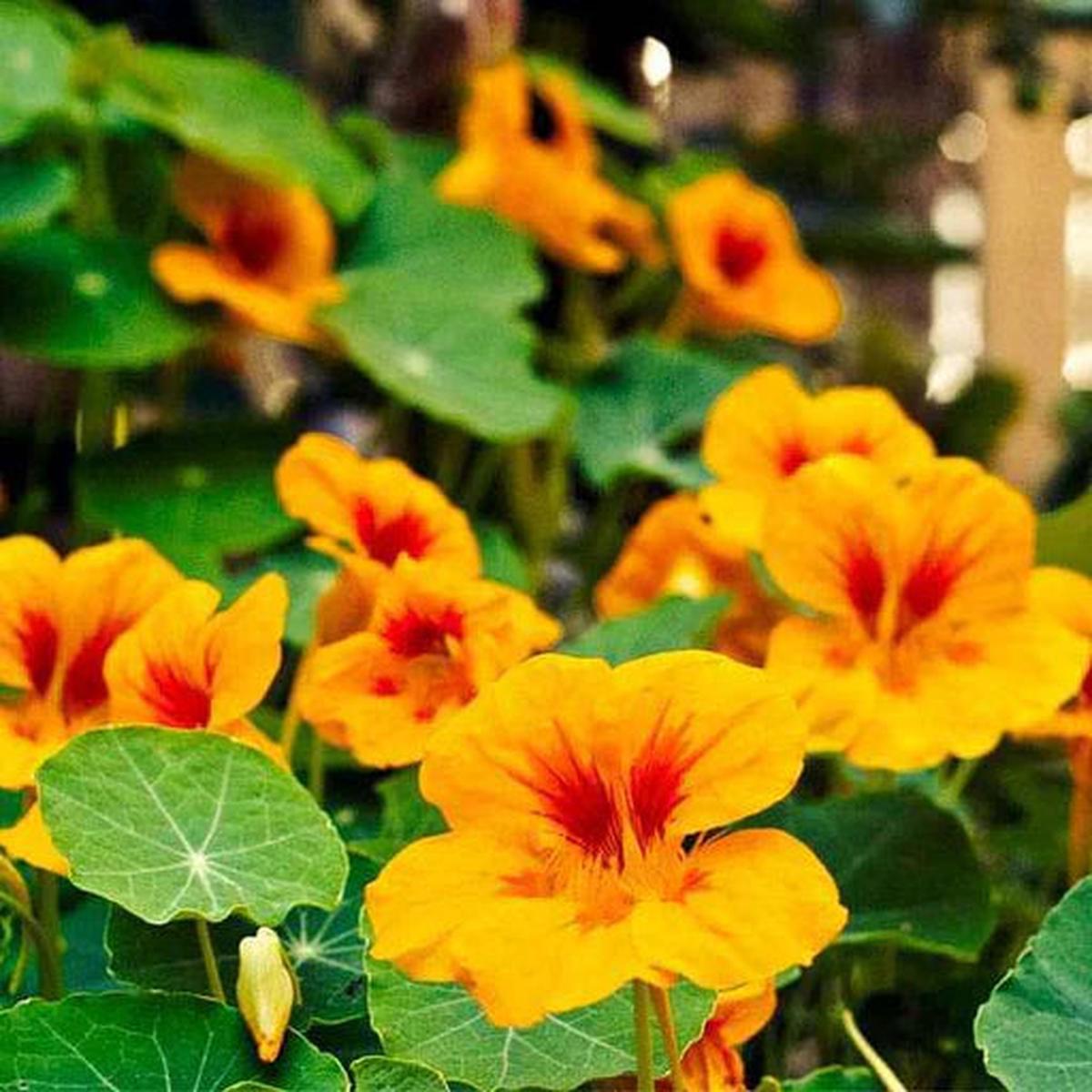 Yellow Red Nasturtium Flower seeds for Planting - Fragrant Blossoms, Heirloom & GMO Free Seeds for Home Garden