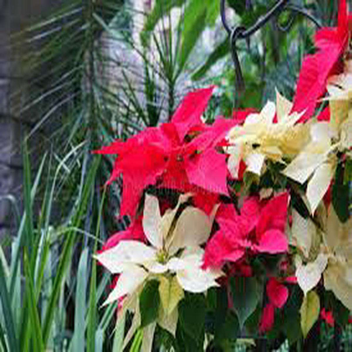 Yellow Red Poinsettia Flower Seeds for Planting  Vibrant Colors, Heirloom & Non-GMO Seeds for Home Garden, 100pcs