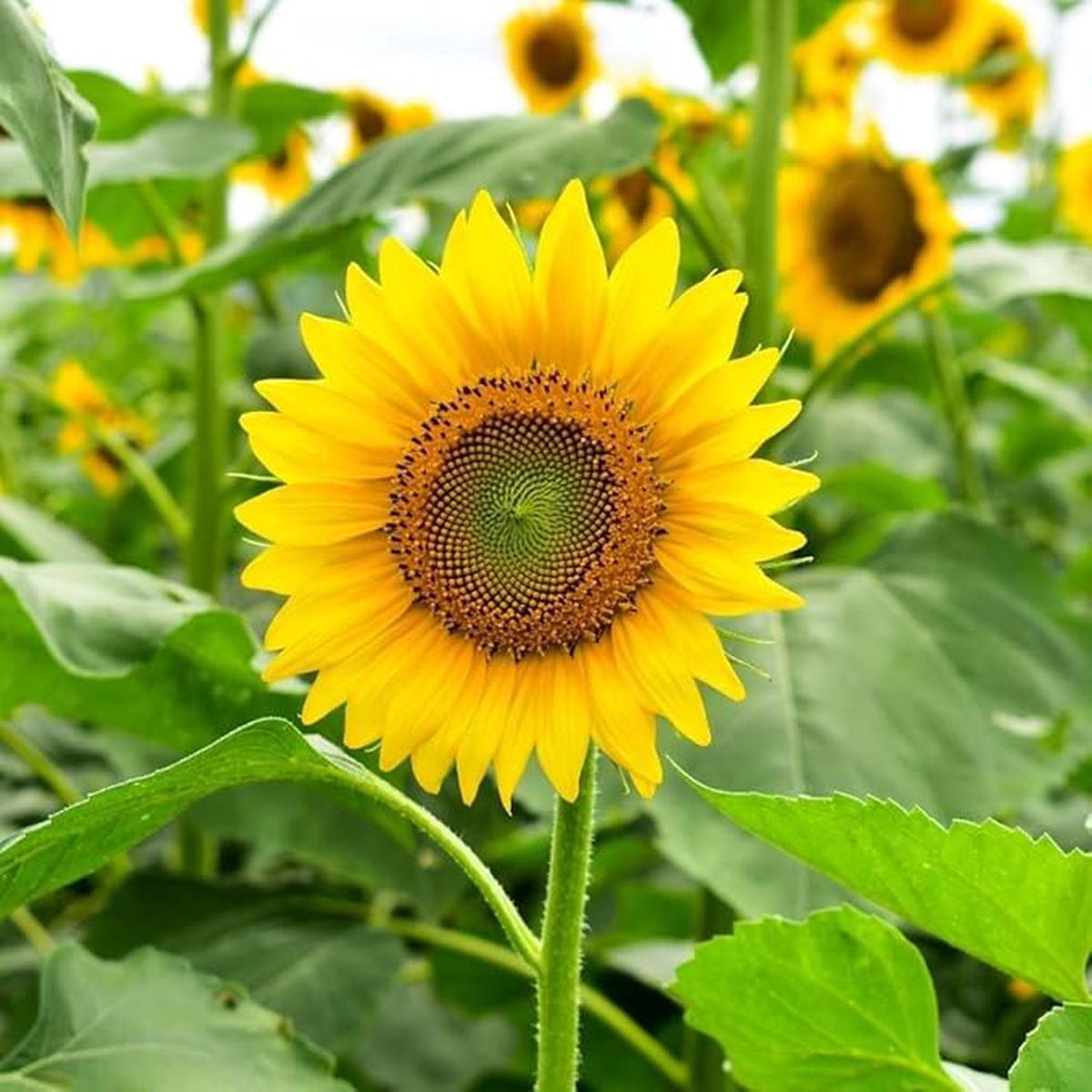 Yellow Sunflower Flower Seeds for Planting  Heirloom, Non-GMO, Fragrant Blossoms, High Germination