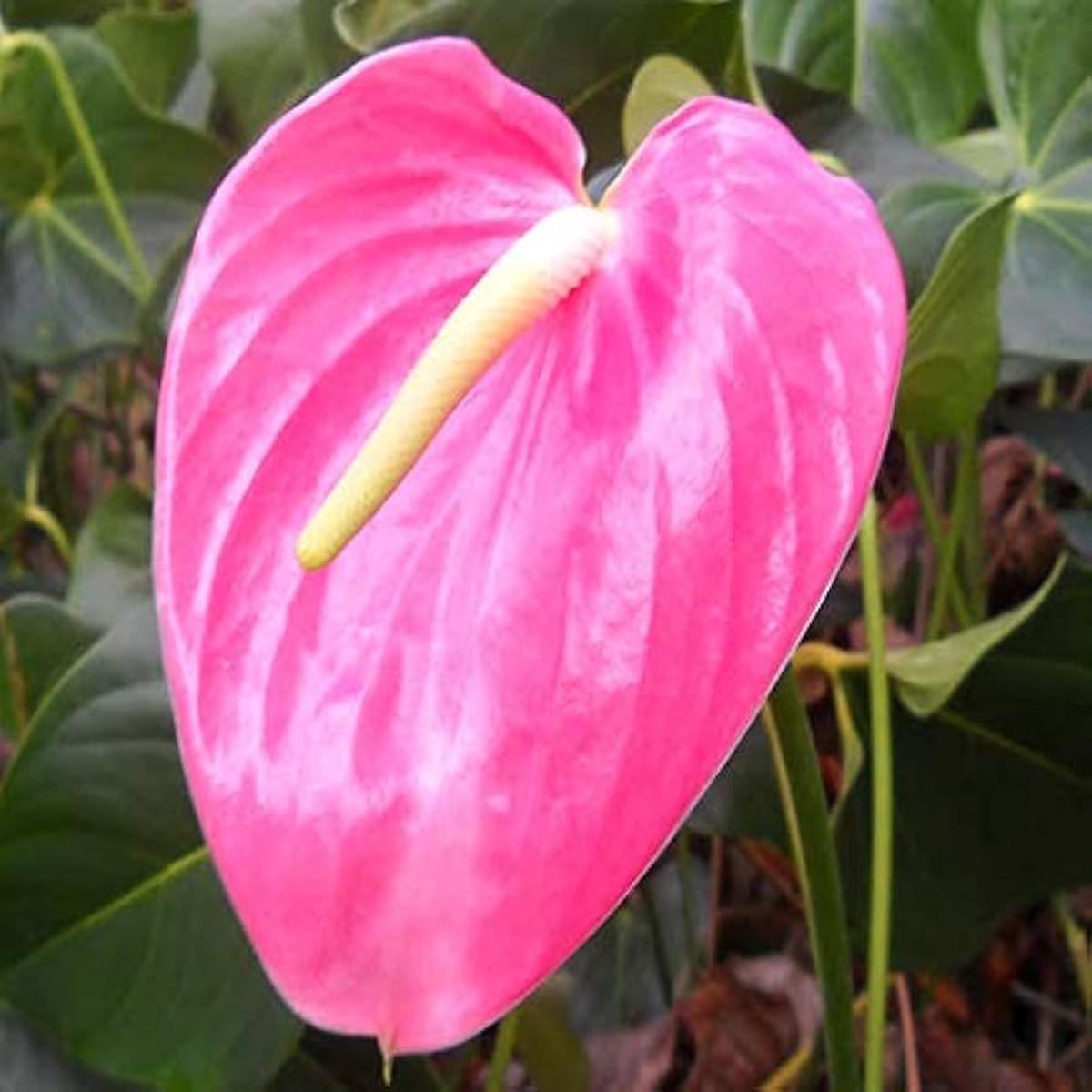Anthurium Perennial Flower Seeds (Pink)  Fresh Seeds for Growing Pink Anthurium Flowers