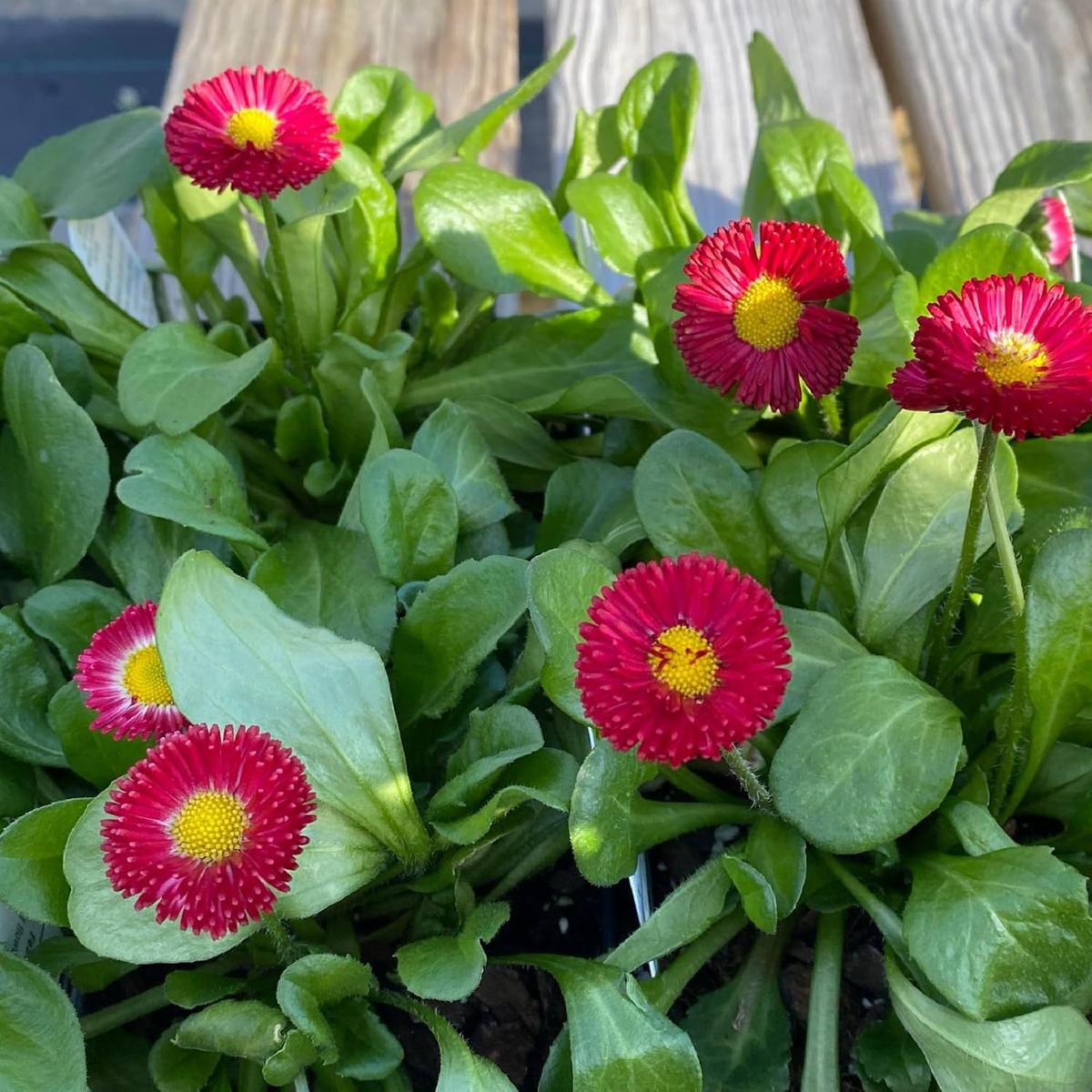 Bellis Perennis (Galaxy Rose) Flower Seeds for Planting  Heirloom, Non-GMO, Easy to Grow