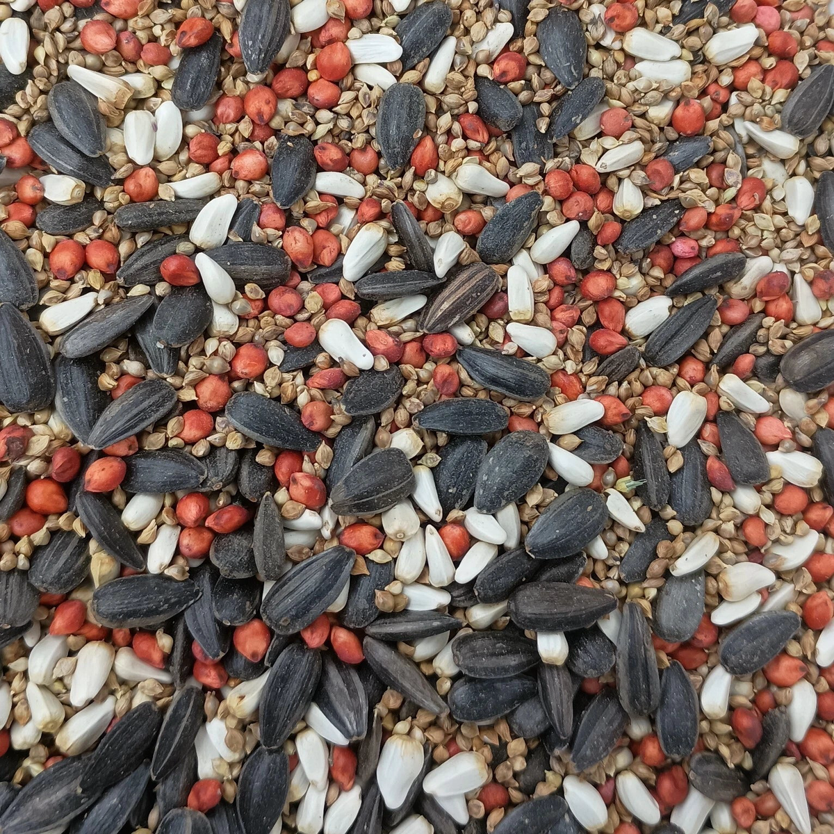 Bird Attracting Seed Mix for planting attracts songbirds quail doves oz- lbs Seeds  Heirloom, Non-GMO, High Germination Organic Garden Seeds