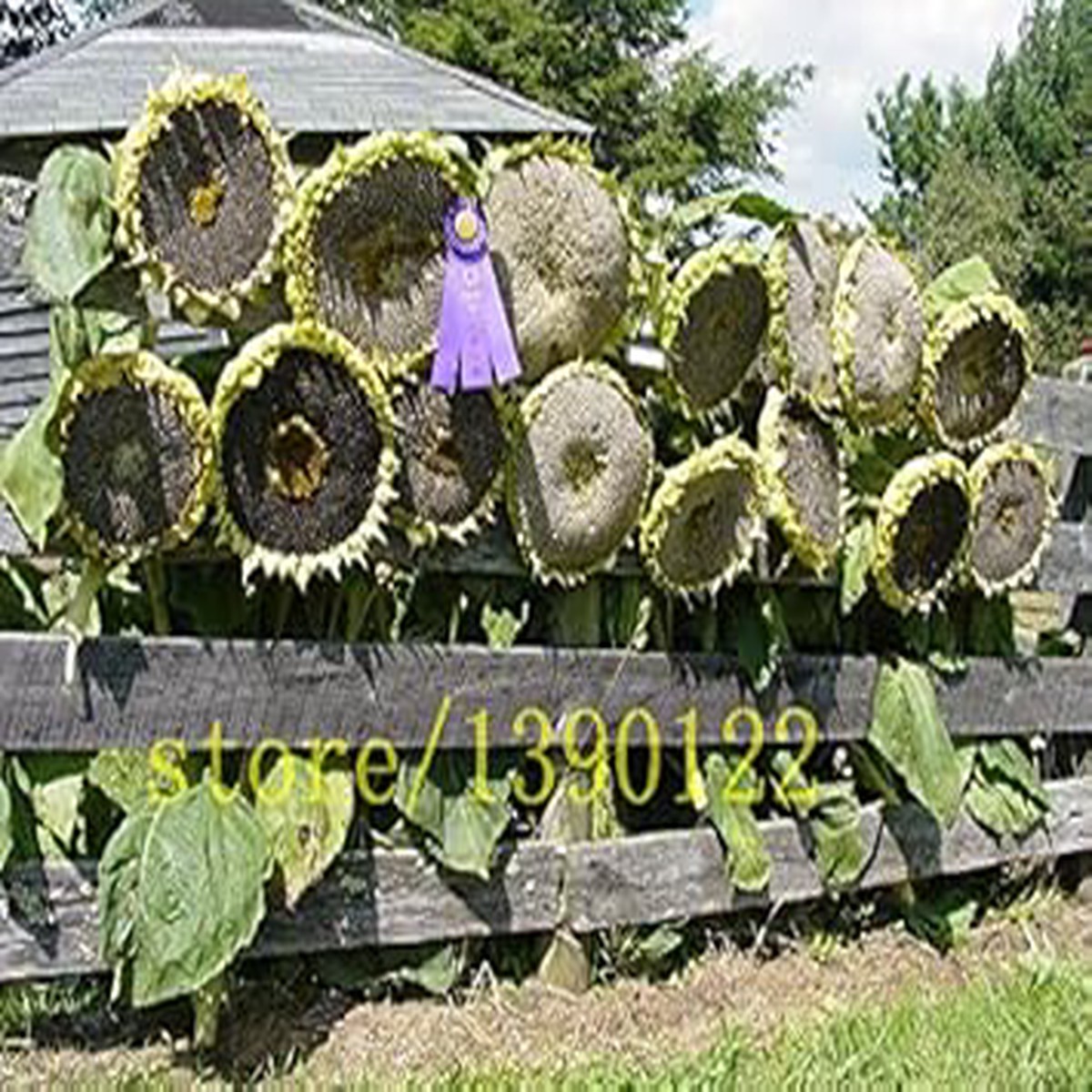 Black Giant Sunflower Seeds  Heirloom Non-GMO Seeds for Planting Tall Dark Blooms & Organic Gardens