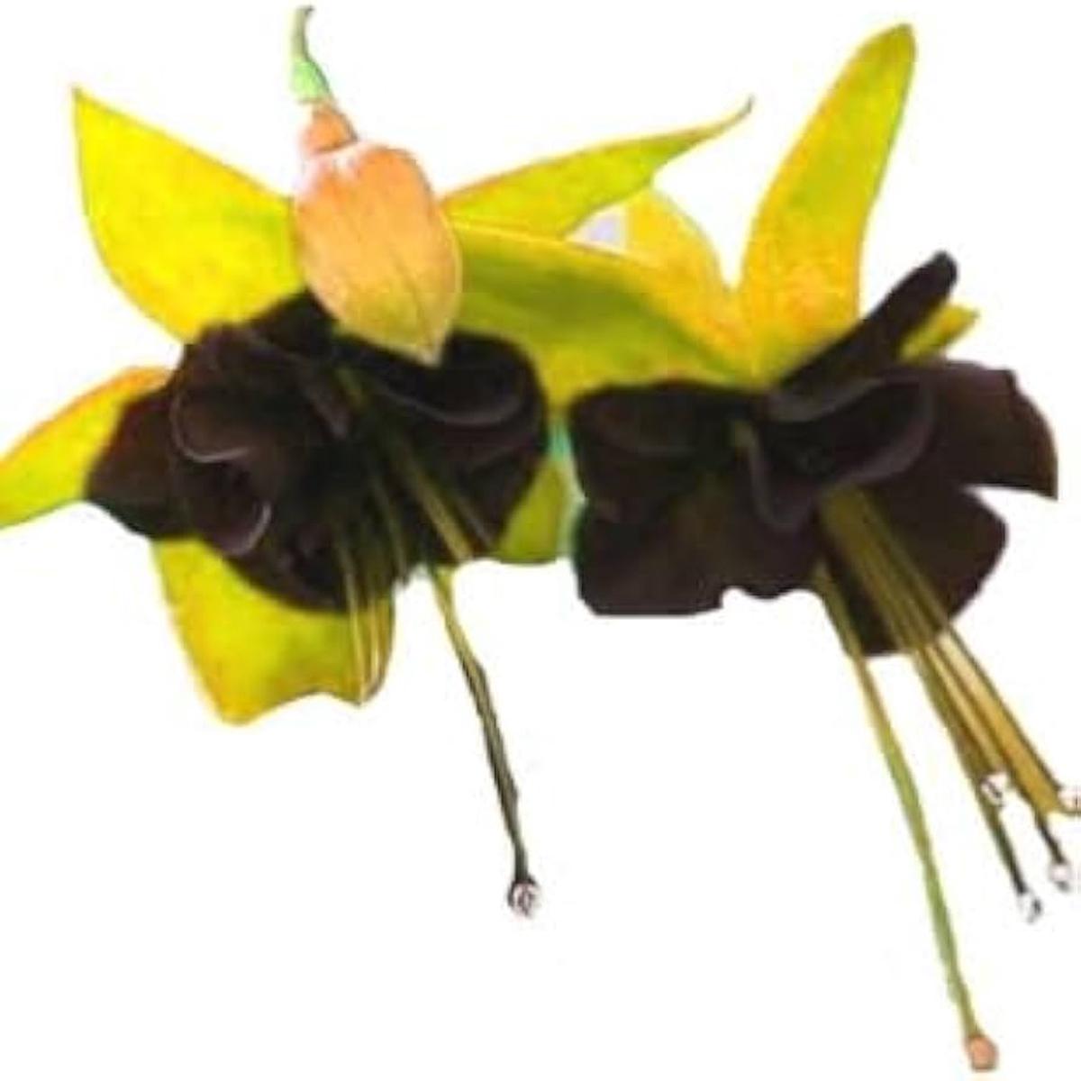 Black Green Fuchsia Flower Seeds for Planting Heirloom Non-GMO High Germination Garden Seeds