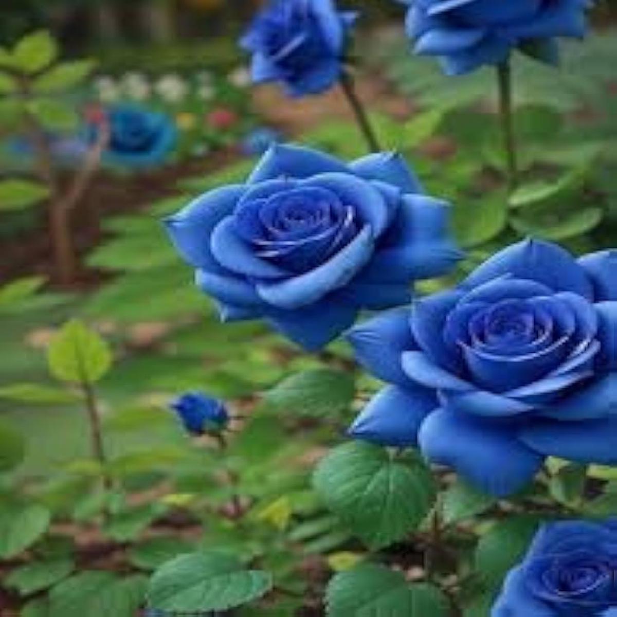 Blue Rose Seeds - Pieces for Gothic Garden & Beautiful Flowering Plants