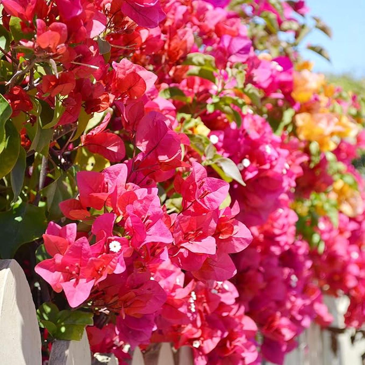 Bougainvillea Bougainvillea Glabra Flower For Planting In Vertical Garden Or Backyard Trellis