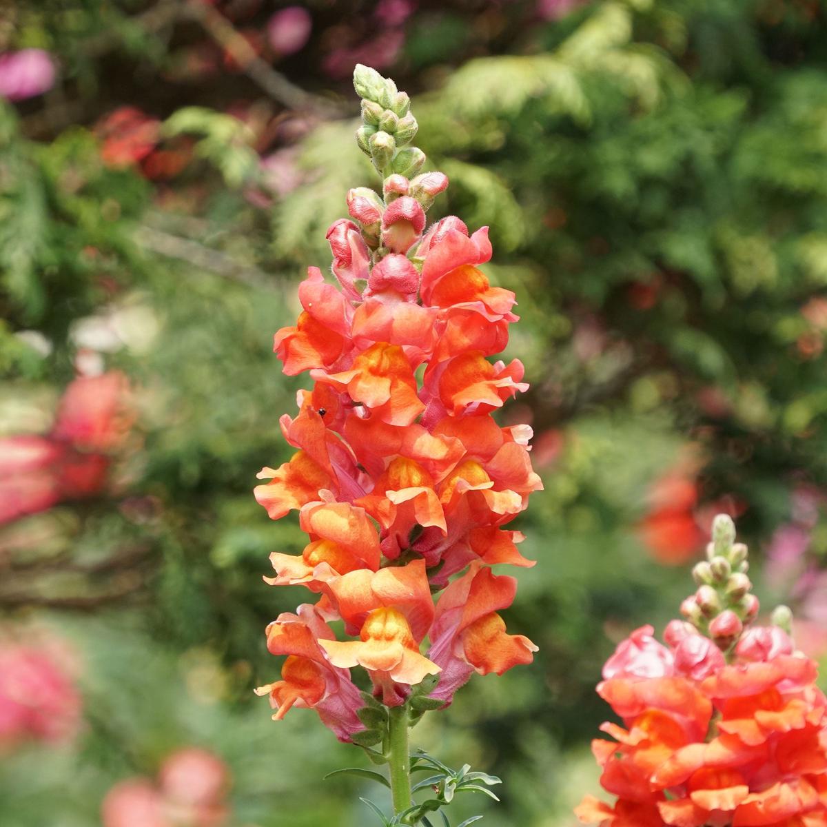 Bulk Snapdragon Seeds - Orange Wonder