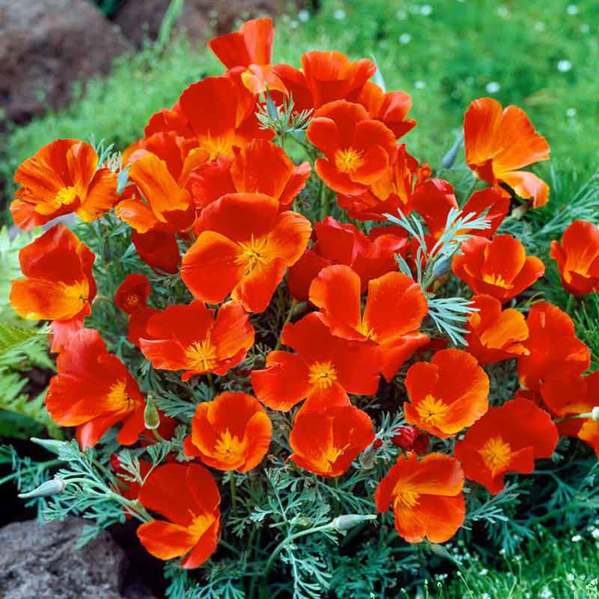 California Poppy Seeds - Red Chief