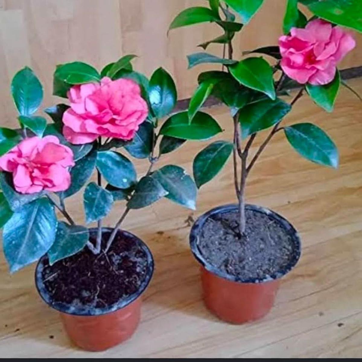 Camellia Camellia Japonica Flower For Indoor And Balcony Pots Flower Seeds for Home Garden
