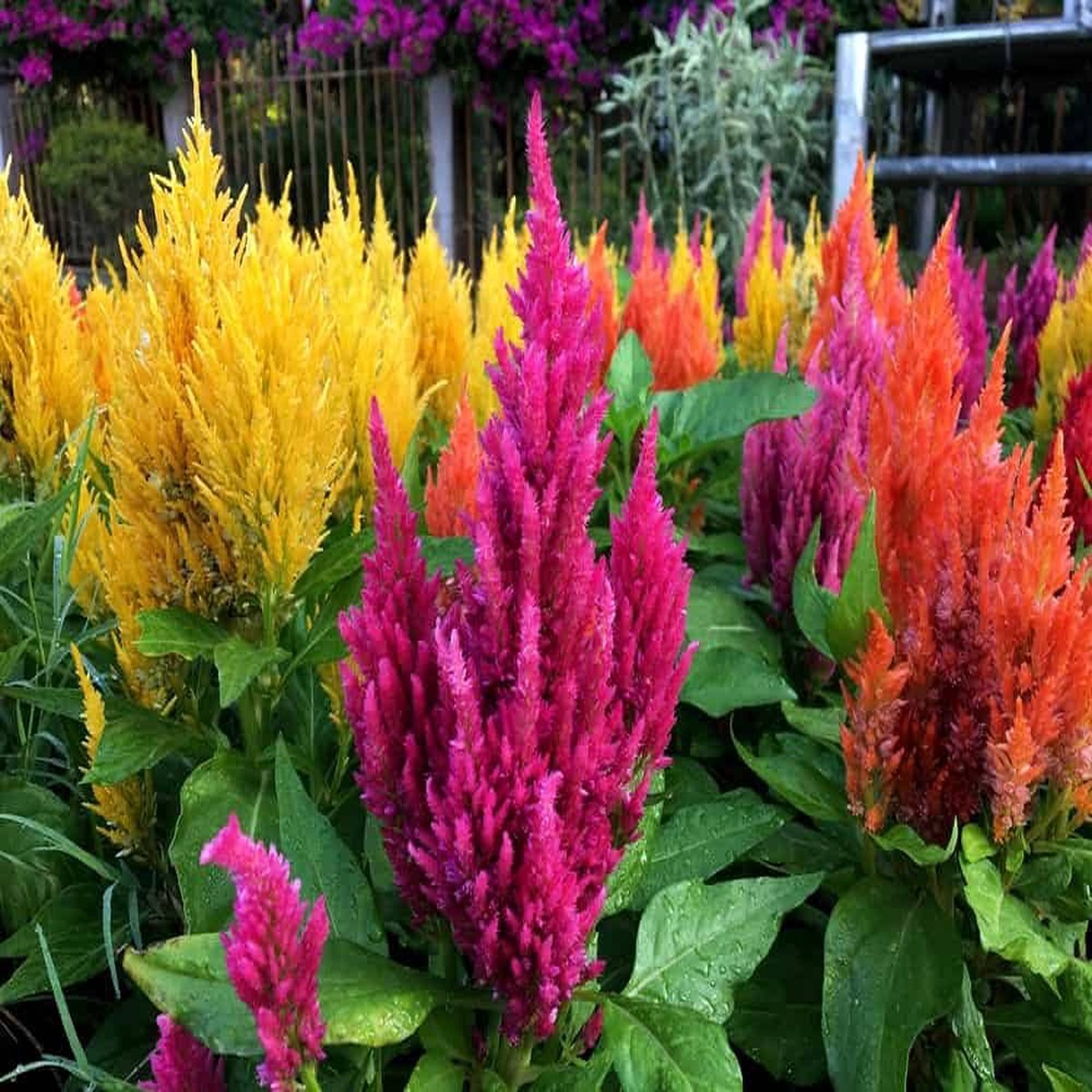 Celosia Mix Large Flowers Flower Seeds for Home Garden Planting, Blooming Organic Blooming